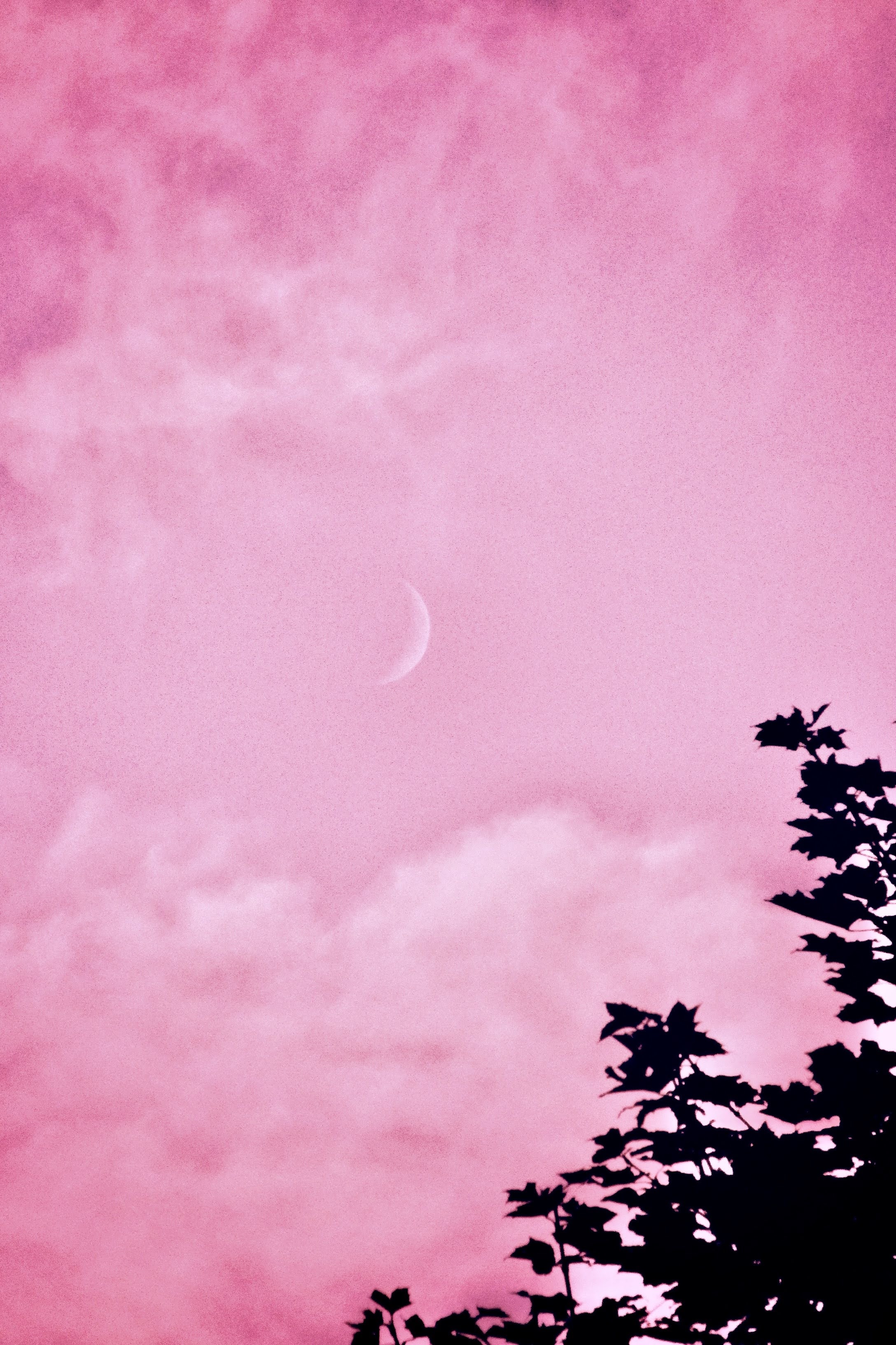 An artistic pink cloudy sky with a small crescent moon hangs over a blacked out tree.