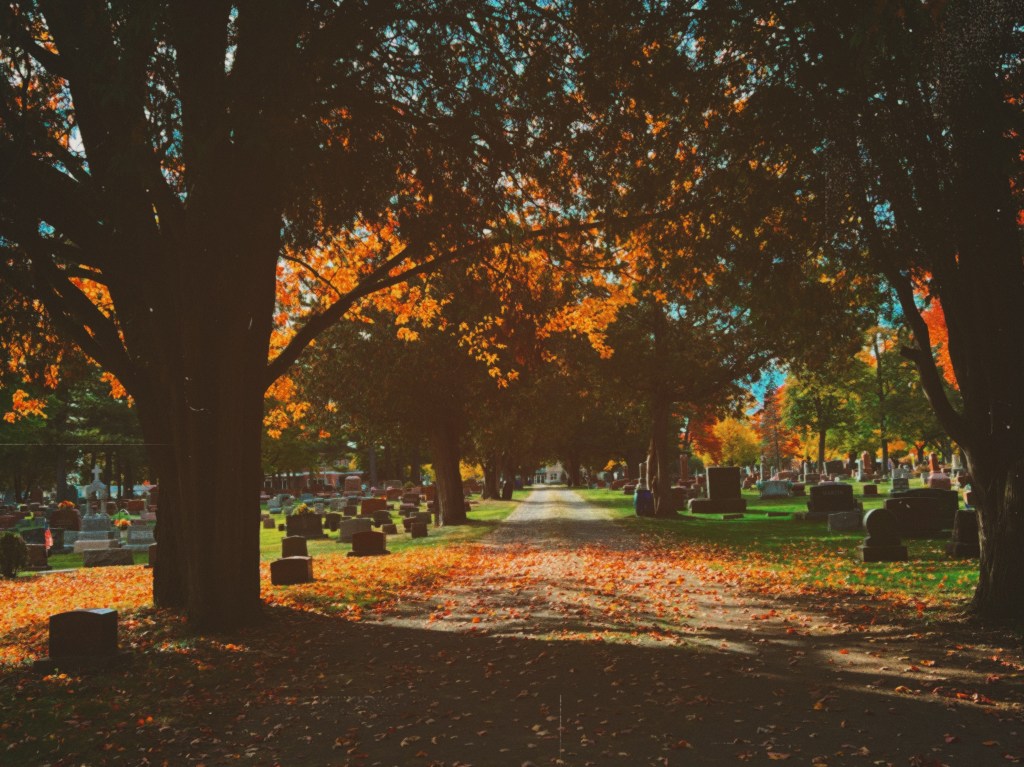 In a warm orange cast, Looking down a shadowed roadway flanked by headstones the sun touches golden leaves that glow against the heavily shadowed black tree trunks.