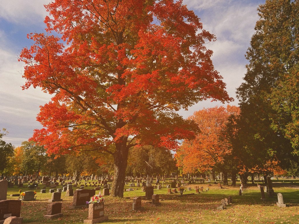 In a warm orange cast, A close up of one of the ombré red to green trees, sun illuminating it beautiful. The ground is covered in fallen yellow and brown leaves which drape the headstones in a soft blanket