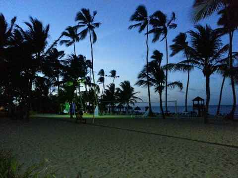 A blue and green glowing evening on a sandy beach. Silhouettes of tall palm trees line the shore. 