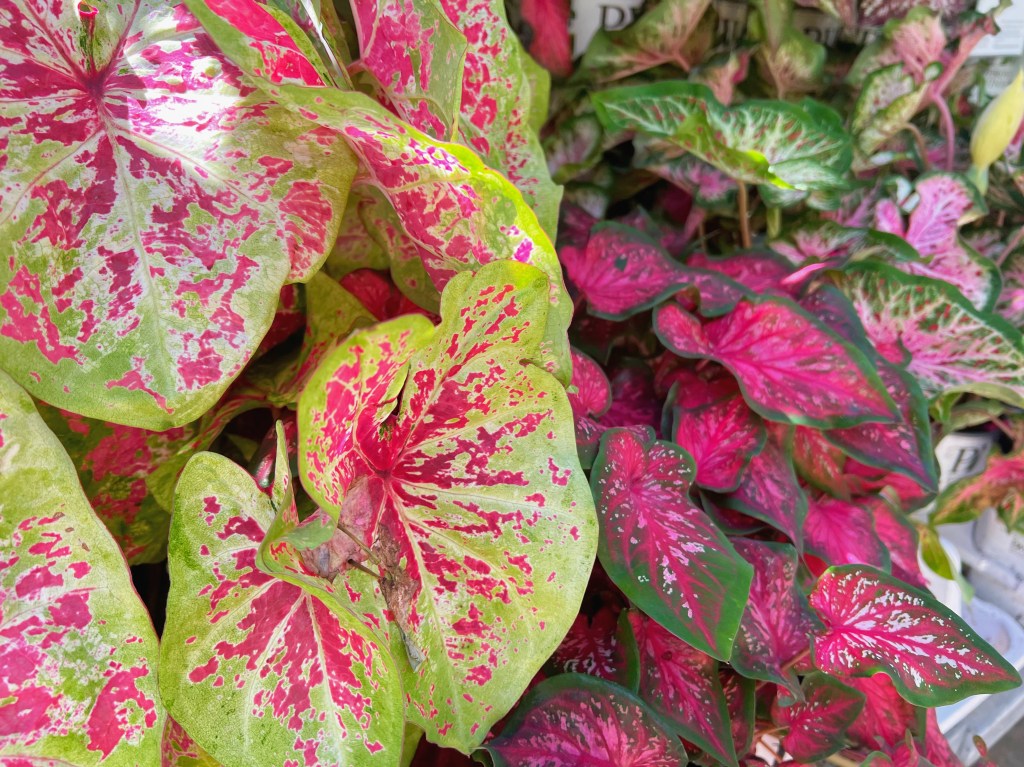 A few vibrant green and pink leafed plants sit close to each other. On the left the plant is lime green with pink splotches in the middle. On the right, a darker green with much fuller pink interiors. 