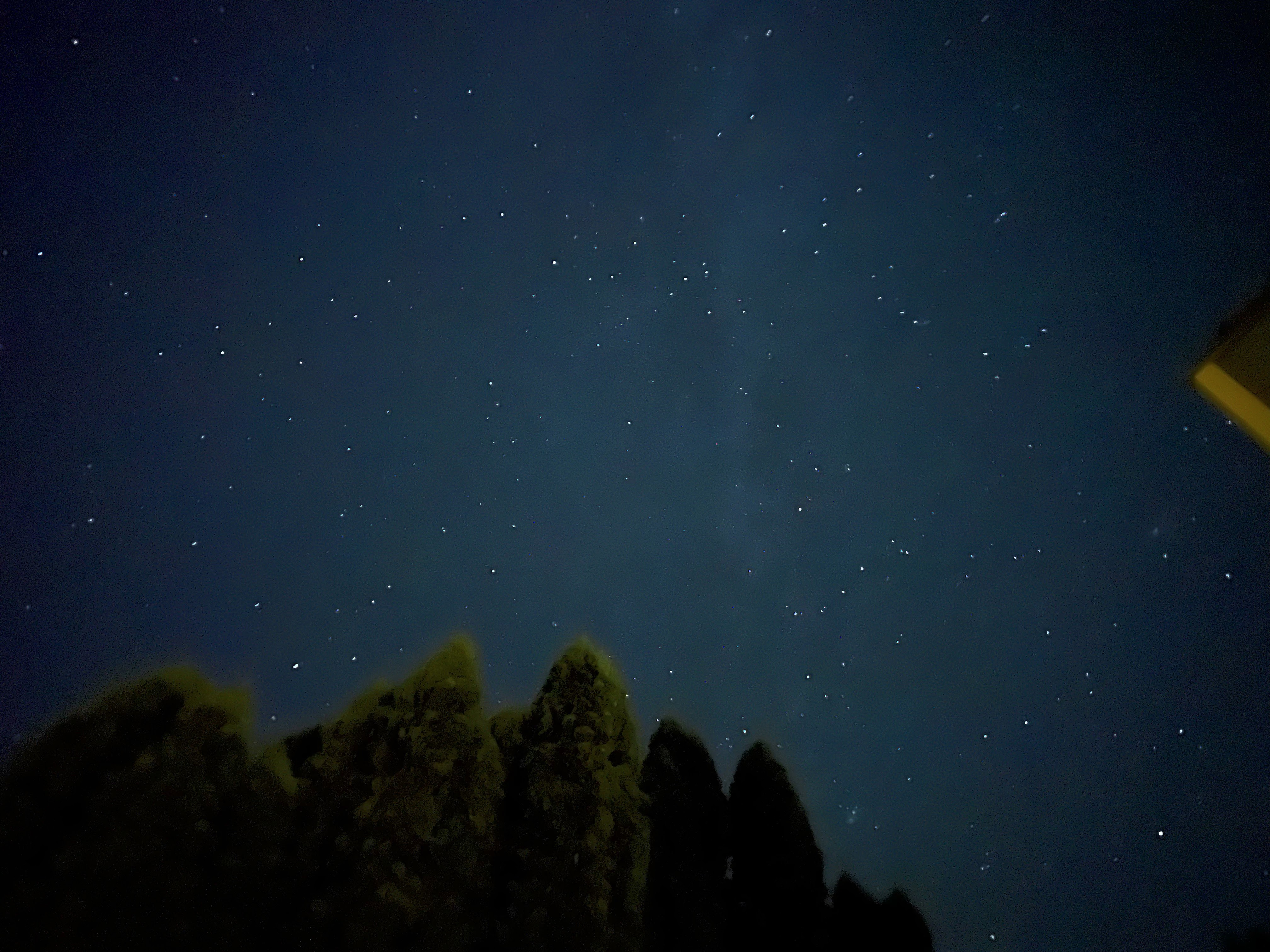 Looking up at the night sky above some pine trees, the milky way is visible among the stars. 