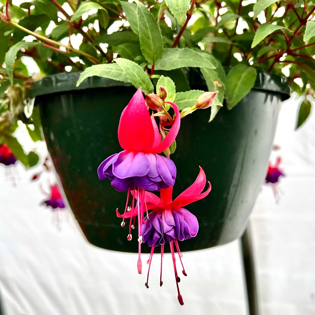 Two fuchsia flowers dangle next to each other against the backdrop of a dark green planter.