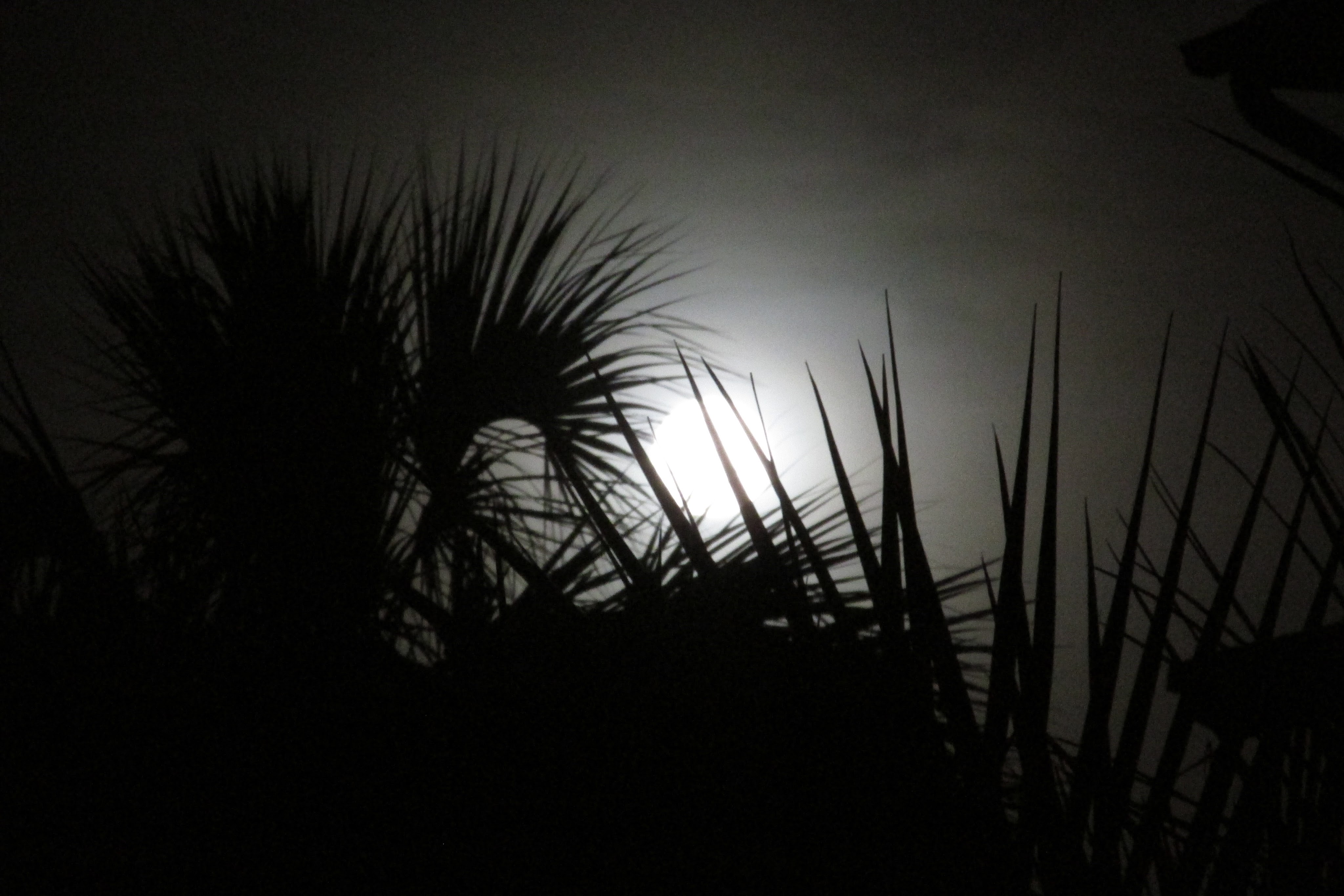 In black and white the full moon rises through the palms.