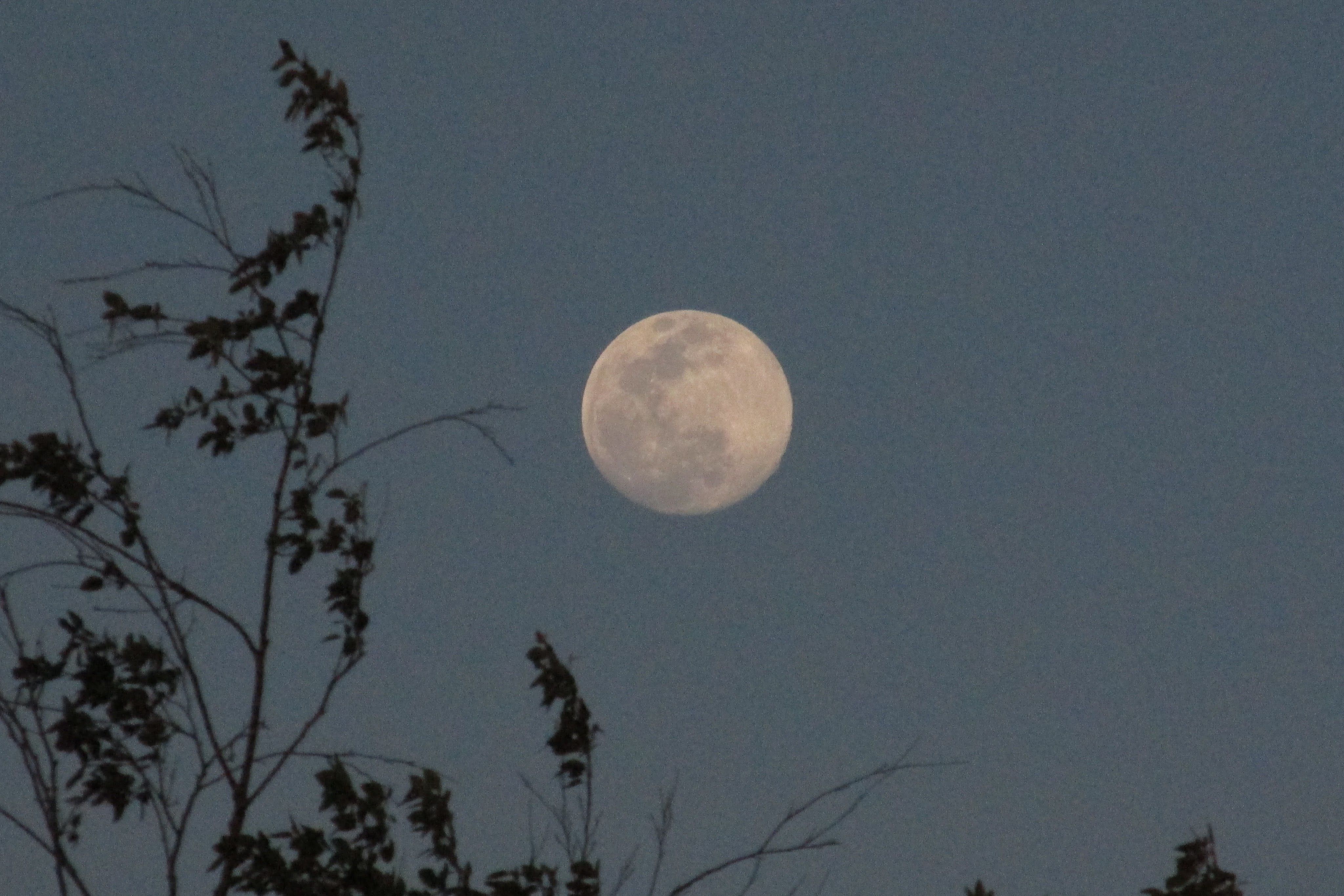 An almost full moon rising in the sky while it is still a soft blue, it sits above some slowly opening up leaves in the early months of spring.