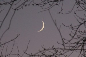 A sliver of the moon sits against a lavender grey sky. It is framed perfectly by tiny branches around the perimeter.
