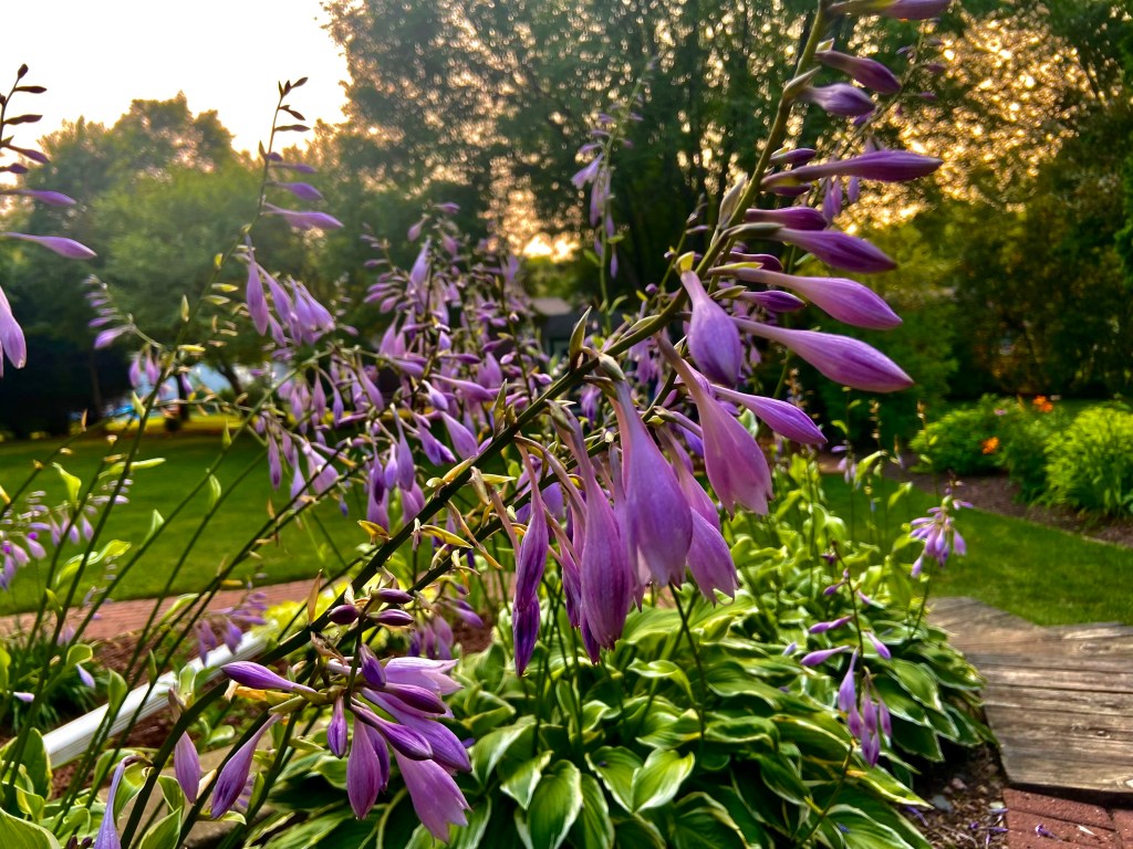 A line of hasta flowers dangle over a walkway. The purple buds haven't opened yet and make lopsided cones towering above the leafy green plants. 
