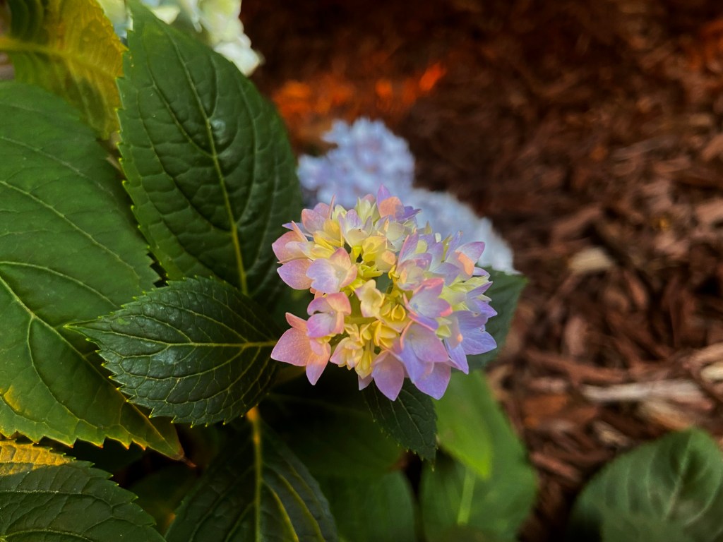 A close up of a baby hydrangea against it's deep green leaves. The tips of the flower are turning pink.