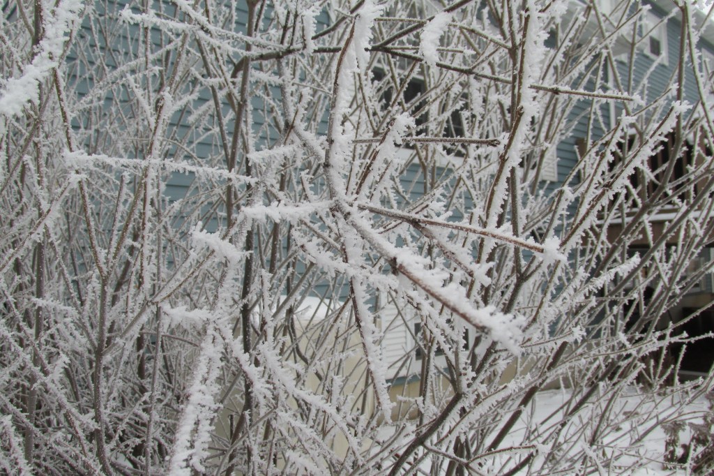 A close up of branches that have been frosted with snow. The look like rock candy. 