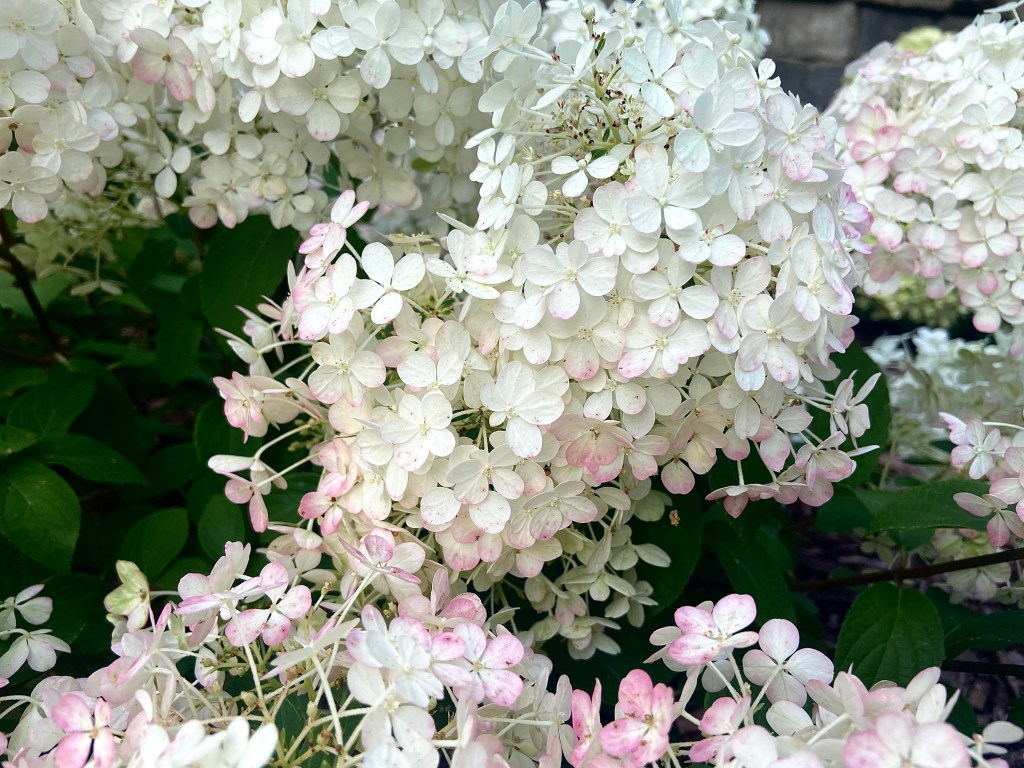 A cluster of white hydrangeas with a few petals on the lower flowers beginning to turn pink.