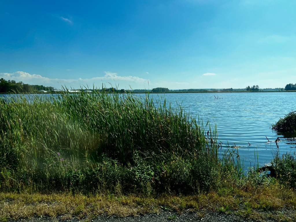 View of a cranberry bog with tall grass lines the bog that is currently flooded