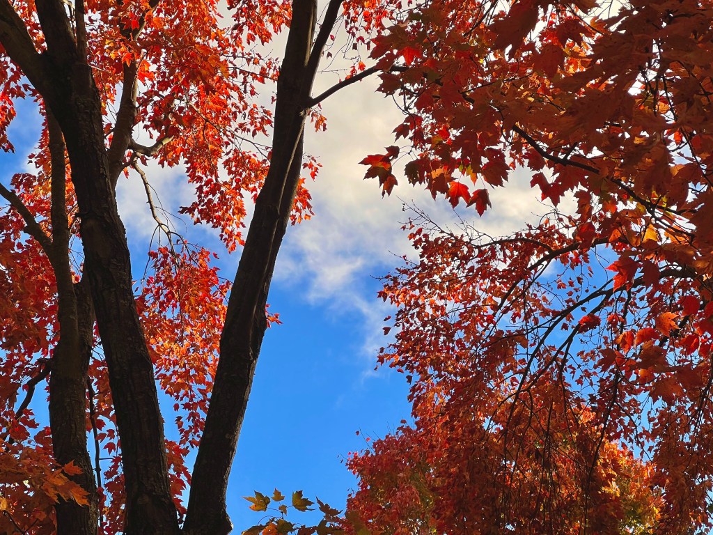 A tall tree extends across the left of the frame with red and orange leaves visible through the trunks. On the right orange and red leaves take over the frame. Blue skies are met with a white puffy cloud