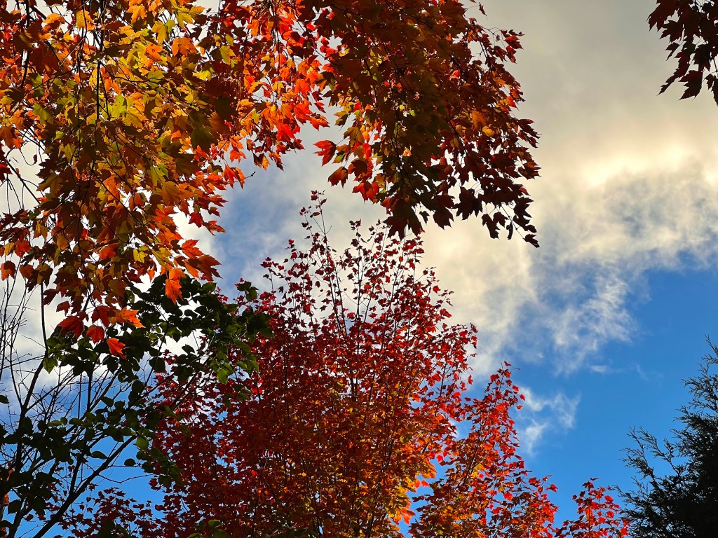 Looking up at the underside of trees during the fall, red and orange and some still green leaves contrast brightly against a partially blue sky with puffy white clouds rolling in. 