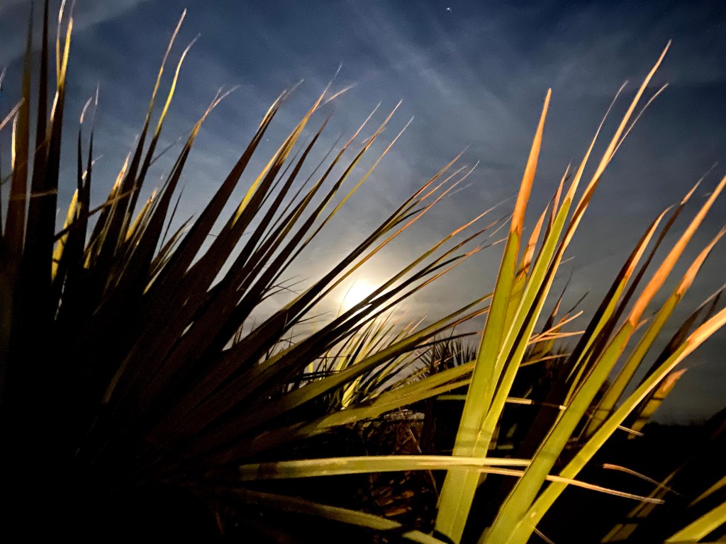 Vibrant green palm fronds glow in front of a dark navy sky. a full moon rises between the fronds. 