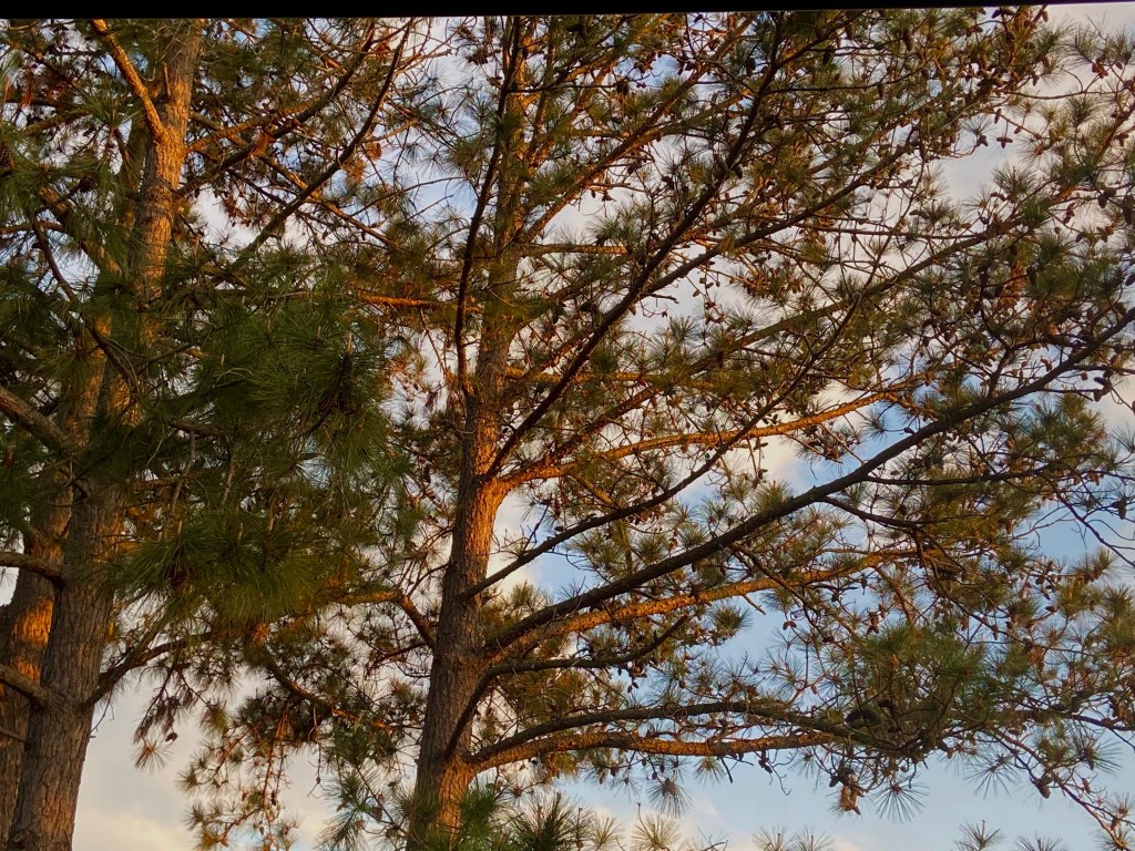 A close up of some lobby pines with the sun's golden rays shining on them. The bark is illuminated a rich red color. Two pine trees stand in view, with their long branches reaching across the sky. 