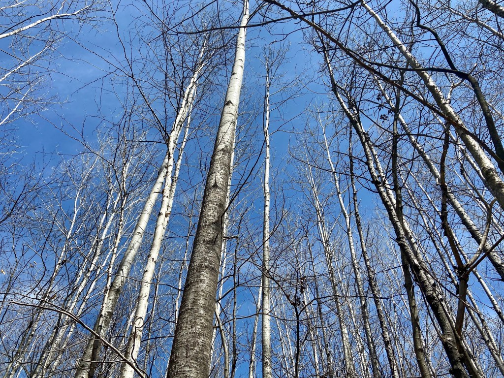 Tall bare white birch trees extend straight upward in the woods to a clear crisp blue sky.
