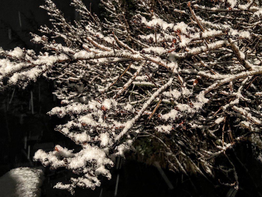 A close up of a bare lilac branch coated in ice with little globs of snow crystals beginning to line the ice. Some frozen buds glow a rich red against the dark of night. 