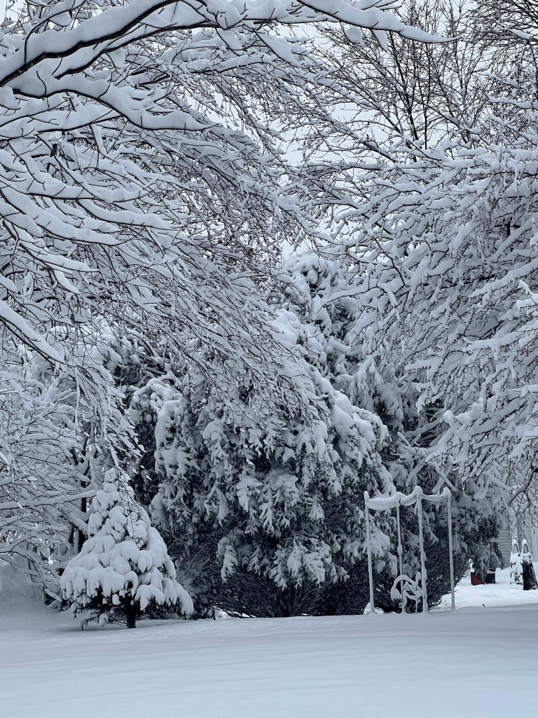 A completely snowy scene, millions of branches fill the top of the photo all coated in thick snow making them droop. a small pine tree sits at the treeline base looking as if it were piped with frosting. 