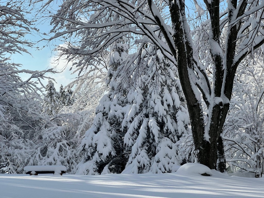 A variety of trees all coated with snow line the edge of a snow covered yard, a blue sky shimmering abovehead. 