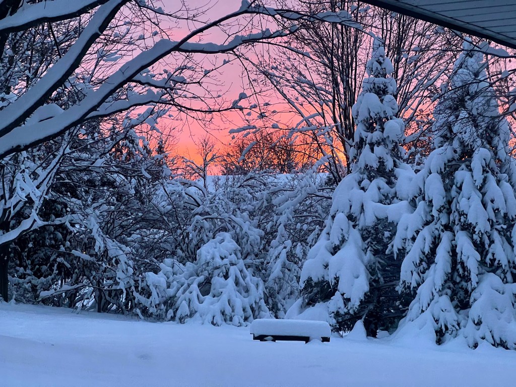 A rich pink to orange sunset fills the sky, broken apart by bare branches. Below snow coved tall pine trees and droopy branches contrast the rich sky above.