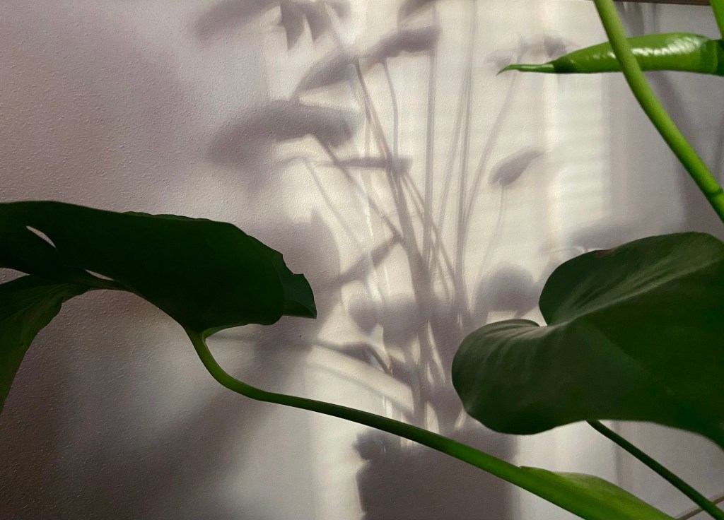 Stretching across the frame is a large monstera leaf and stem, a baby leaf uncurling at the top. They sit against a white wall which holds the shadow of the remaining plant. 