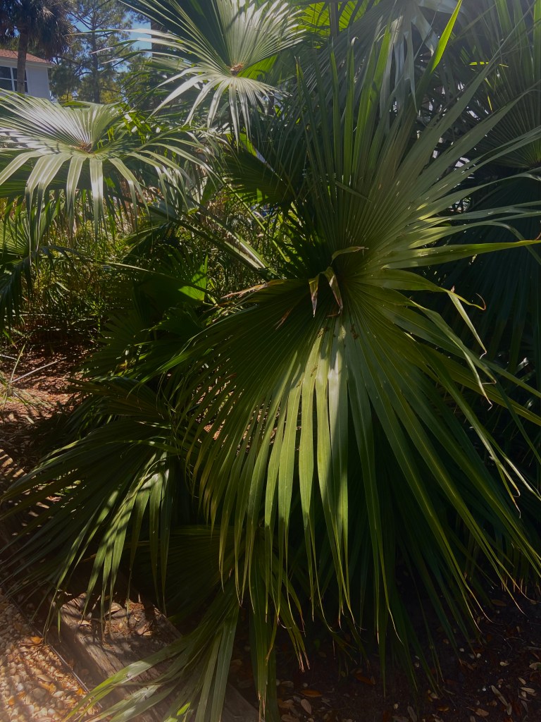 Close up of a large palm plant. It’s leaves are the size of a person fanning out with long pointed leaves. There’s a dozen branches all spread out. The blue sky shines in the distance with taller palms surrounded a small white beach cottage