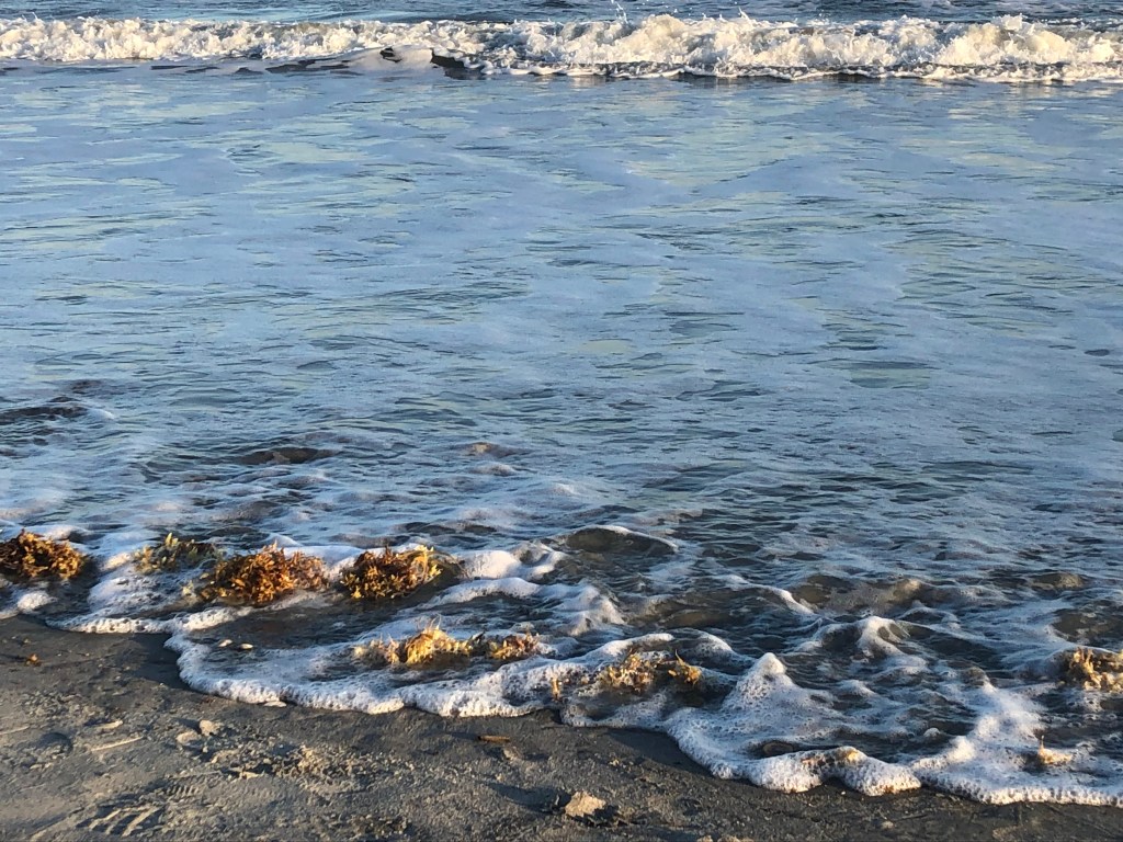Vibrant blue ocean waves roll across the sand, their edges foaming a soft white. The waves meet red seaweed clusters that have dried on the warm sand.