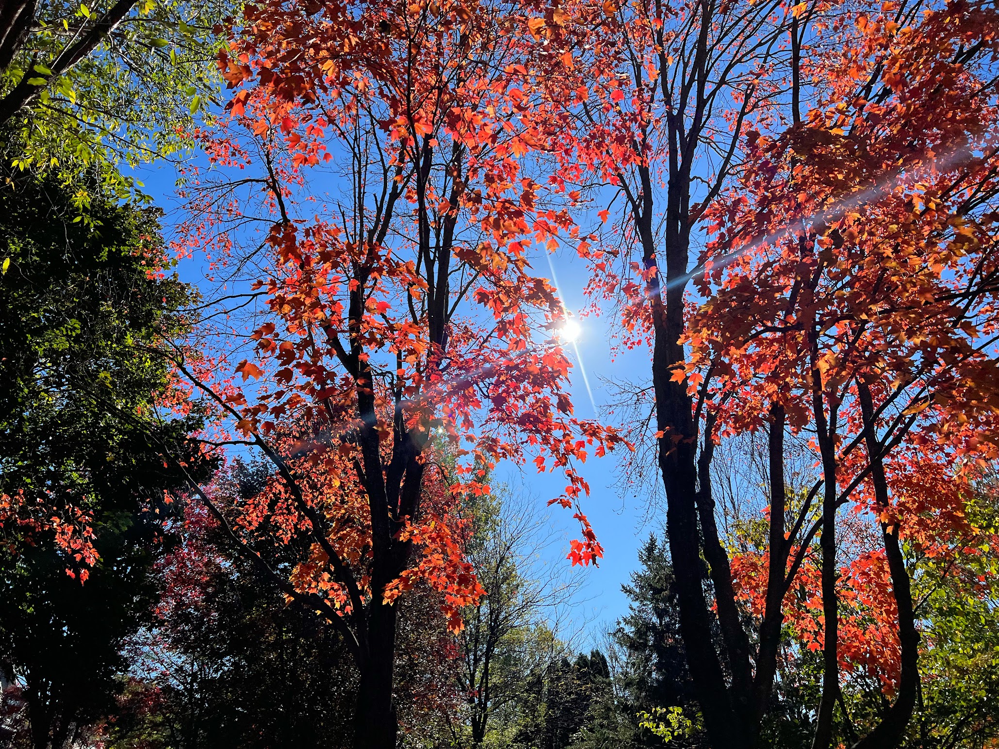 Looking up through two vivid red orange trees, their thick trunks black in the sunlight the sun shines brightly through the center against the blue sky. The trees are framed by other still green trees, and the horizon lined with silhouettes of green trees and tall evergreens. The leaves of the red orange trees back lit by the sun, making them appear to glow.