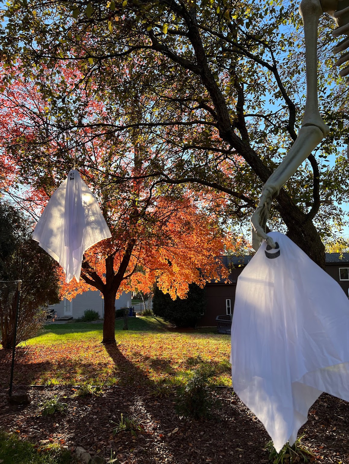 In the shadows of a grove of trees, the sun speckles through causing a distance orange leafed tree to glow vibrantly while illuminating the red fallen leaves on the ground. Two fabric ghosts float hung from the trees in the distance on the left and closer to the forefront held be a skeleton's hand on the right.