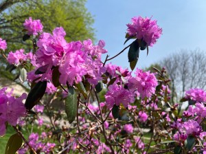 a close up photo of large pink rhododendron flowers in full bloom in the sunshine. The flowers are almost ball shaped in their big puffy blooms. The bush lines the base of the photo against a soft blue sky, one bloom reaching out centrally framed between two trees. 