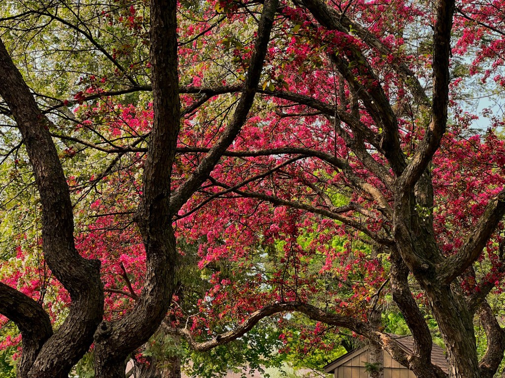 between thick winding tree trunks of two large scale trees, pink and pale white blossoms bloom. The white blossoms appear almost slightly green.