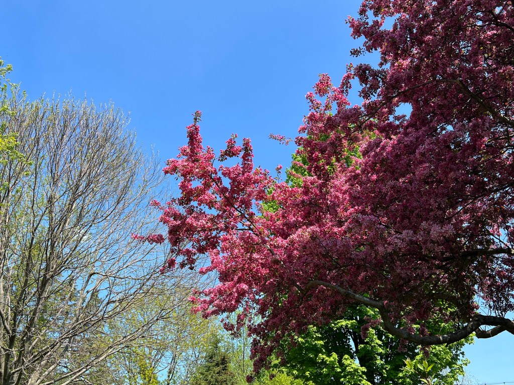 a fully pink blooming cherry blossom tree stands on the right blocking a neon green tree. To the left in the distance another tree is just beginning to show signs of green buds. The trees glow in the sunshine against a vivid blue sky.