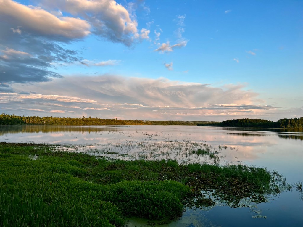 overlooking a very still lake on the edge where grassy reeds reach above the water, a large towering cloud reaches across the sky the whole distance of the horizon. It is soft grey and white contrasting with the vivid blue sky above. The distant shoreline's trees glows orange and red as golden hour descends over the lake.