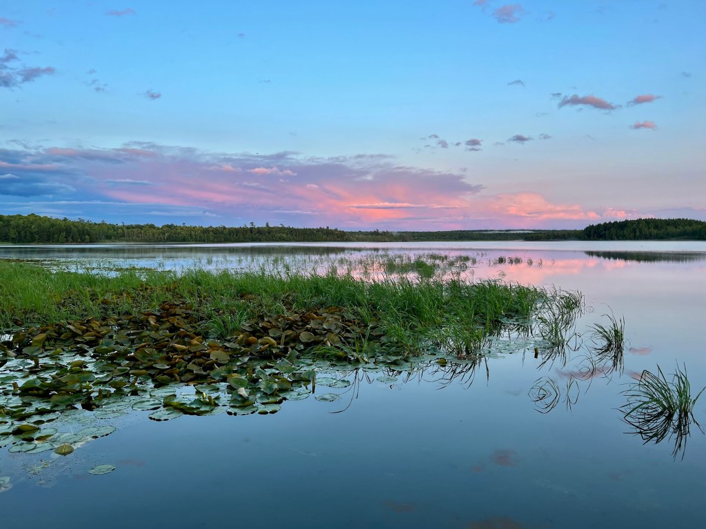 zoomed in on the lake grass with the lake still calm, the large cloud formation as the storm moves away is lit up in vivid shades of pink and lavender reflecting perfectly in the still water below.