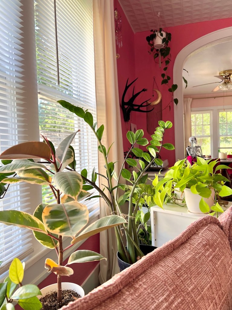 from the couch looking at the plants along the window, a variegated ficus ruby, zz plant, and more types of pothos all glow in the evening sun with the vivid pink walls stunning behind them.